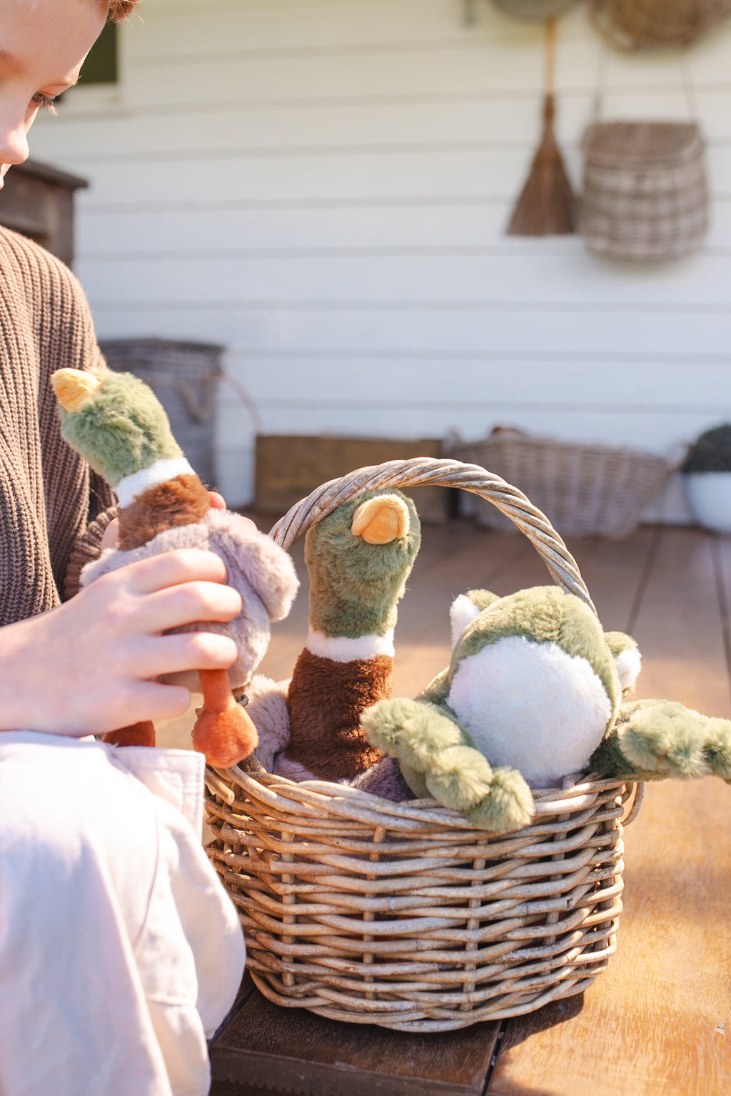 Hugo the Mallard Duck