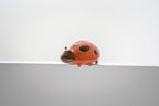 My First Garden Friend - Ladybird