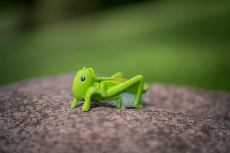 My First Garden Friend - Grasshopper