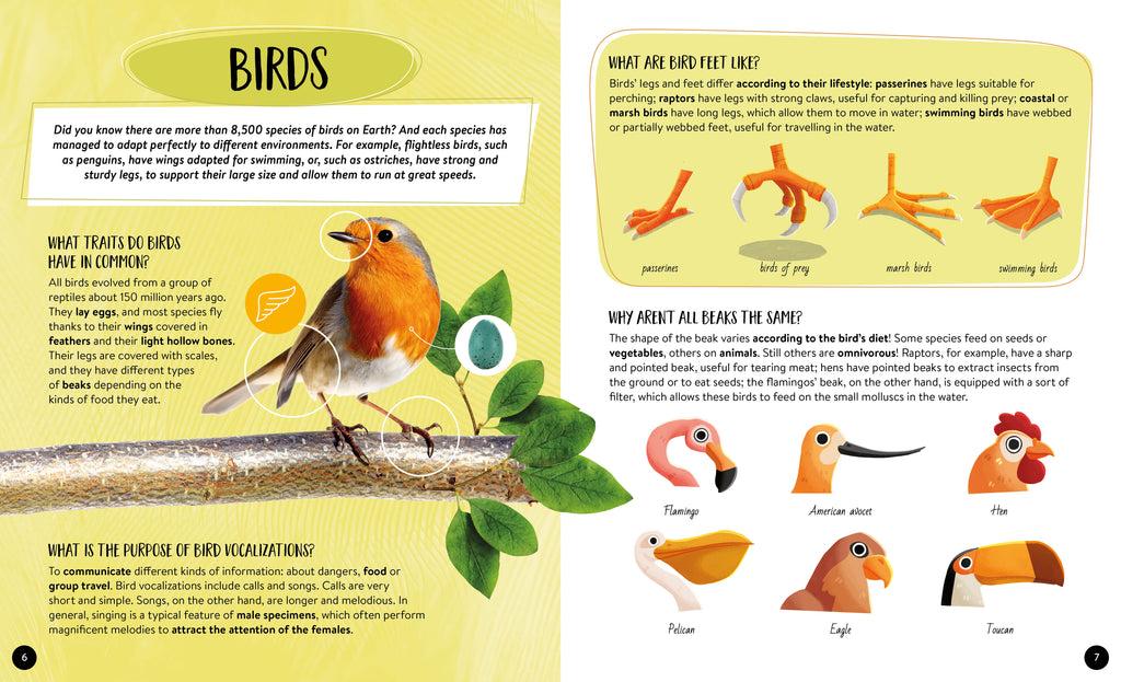 What How Why Animals Book and Poster