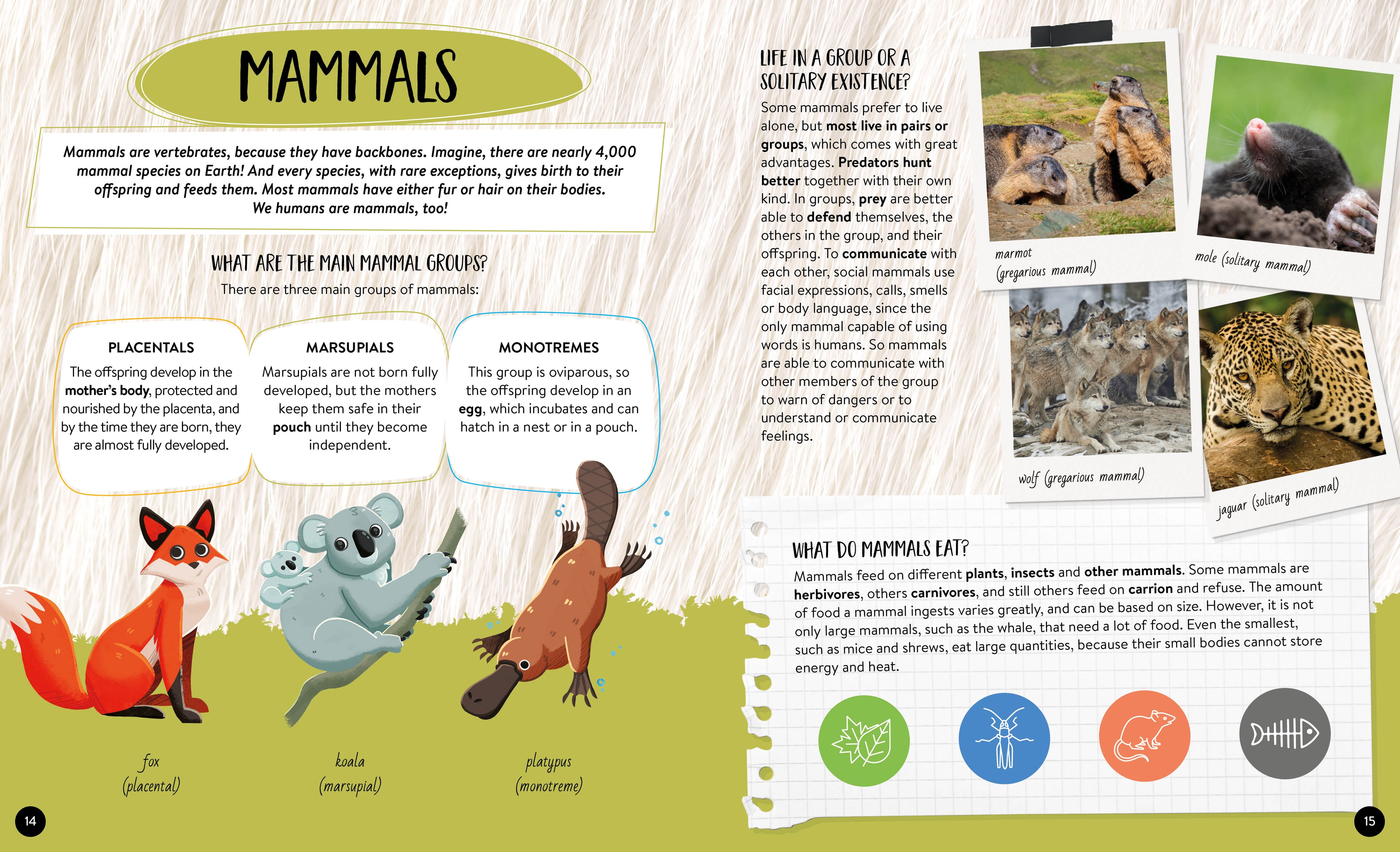 What How Why Animals Book and Poster